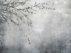 Serene Branches